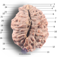 Load image into Gallery viewer, 25 Mukhi Rudraksha from Indonesia - Bead No. N