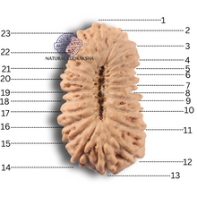 Load image into Gallery viewer, 23 Mukhi Rudraksha from Indonesia