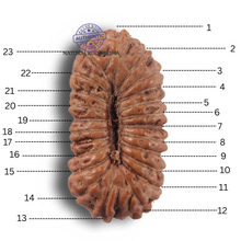 Load image into Gallery viewer, 23 Mukhi Rudraksha from Indonesia