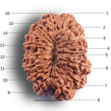 Load image into Gallery viewer, 16 Mukhi Rudraksha from Indonesia - Bead No. 350