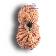 Load image into Gallery viewer, 23 Mukhi Rudraksha from Indonesia - Bead No. M