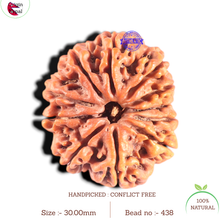 Load image into Gallery viewer, 11 Mukhi Nepalese Rudraksha - Bead No. 438