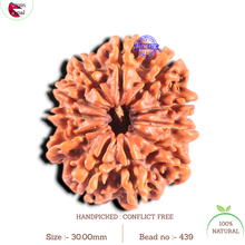 Load image into Gallery viewer, 11 Mukhi Nepalese Rudraksha - Bead No. 439