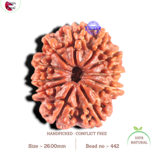 Load image into Gallery viewer, 11 Mukhi Nepalese Rudraksha - Bead No. 442