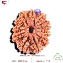 Load image into Gallery viewer, 11 Mukhi Nepalese Rudraksha - Bead No. 443