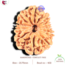 Load image into Gallery viewer, 11 Mukhi Nepalese Rudraksha - Bead No. 402