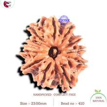 Load image into Gallery viewer, 11 Mukhi Nepalese Rudraksha - Bead No. 410