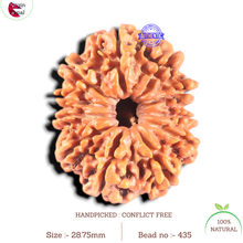 Load image into Gallery viewer, 11 Mukhi Nepalese Rudraksha - Bead No. 435