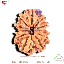 Load image into Gallery viewer, 11 Mukhi Nepalese Rudraksha - Bead No. 361