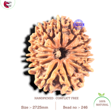 Load image into Gallery viewer, 13 Mukhi Nepalese Rudraksha - Bead No. 246