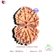 Load image into Gallery viewer, 13 Mukhi Gaurishankar Nepalese Rudraksha - Bead No. 375