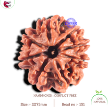 Load image into Gallery viewer, 8 Mukhi Nepalese Rudraksha - Bead No. 151