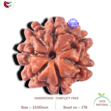 Load image into Gallery viewer, 7 Mukhi Nepalese Rudraksha - Bead No 178