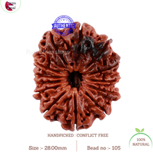 Load image into Gallery viewer, 13 Mukhi Nepalese Rudraksha - Bead No 105