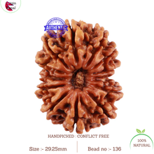 Load image into Gallery viewer, 13 Mukhi Nepalese Rudraksha - Bead No. 136