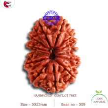 Load image into Gallery viewer, 13 Mukhi Nepalese Rudraksha - Bead No. 309