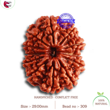 Load image into Gallery viewer, 12 Mukhi Nepalese Rudraksha - Bead No 309