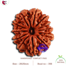 Load image into Gallery viewer, 12 Mukhi Nepalese Rudraksha - Bead No. 356