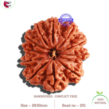 Load image into Gallery viewer, 12 Mukhi Nepalese Rudraksha - Bead No. 251