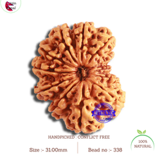 Load image into Gallery viewer, 12 Mukhi Nepalese Rudraksha - Bead No 338