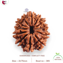 Load image into Gallery viewer, 12 Mukhi Nepalese Rudraksha - Bead No 385
