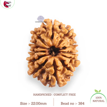 Load image into Gallery viewer, 12 Mukhi Nepalese Rudraksha - Bead No 384