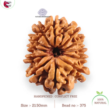 Load image into Gallery viewer, 12 Mukhi Nepalese Rudraksha - Bead No 375