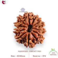 Load image into Gallery viewer, 12 Mukhi Nepalese Rudraksha - Bead No 374