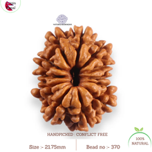 Load image into Gallery viewer, 12 Mukhi Nepalese Rudraksha - Bead No 370