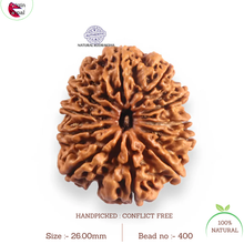 Load image into Gallery viewer, 12 Mukhi Nepalese Rudraksha - Bead No 400