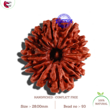 Load image into Gallery viewer, 12 Mukhi Nepalese Rudraksha - Bead No. 93