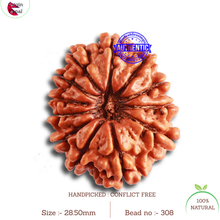 Load image into Gallery viewer, 12 Mukhi Nepalese Rudraksha - Bead No. 308