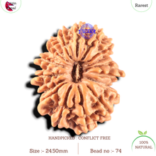Load image into Gallery viewer, 17 Mukhi Nepalese Rudraksha - Bead No. 74