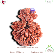 Load image into Gallery viewer, 14 Mukhi Nepalese Garbhgauri Rudraaksha - Bead No. 169