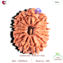 Load image into Gallery viewer, 14 Mukhi Nepalese Rudraksha - Bead No. 291