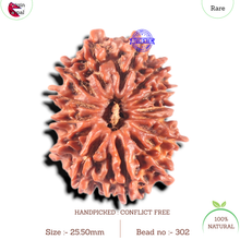 Load image into Gallery viewer, 14 Mukhi Nepalese Rudraksha - Bead No. 302