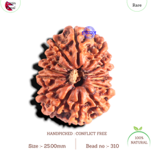 Load image into Gallery viewer, 14 Mukhi Nepalese Rudraksha - Bead No. 310