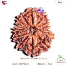 Load image into Gallery viewer, 14 Mukhi Nepalese Rudraksha - Bead No. 340
