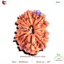 Load image into Gallery viewer, 14 Mukhi Nepalese Rudraksha - Bead No. 347