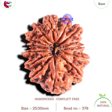 Load image into Gallery viewer, 14 Mukhi Nepalese Rudraksha - Bead No. 378