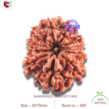 Load image into Gallery viewer, 11 Mukhi Nepalese Rudraksha - Bead No. 420