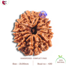 Load image into Gallery viewer, 11 Mukhi Nepalese Rudraksha - Bead No. 430