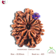 Load image into Gallery viewer, 11 Mukhi Nepalese Rudraksha - Bead No. 423