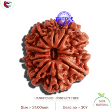 Load image into Gallery viewer, 11 Mukhi Nepalese Rudraksha - Bead No. 307