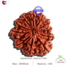 Load image into Gallery viewer, 11 Mukhi Nepalese Rudraksha - Bead No. 310