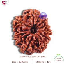Load image into Gallery viewer, 11 Mukhi Nepalese Rudraksha - Bead No. 434