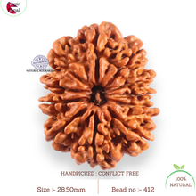 Load image into Gallery viewer, 11 Mukhi Nepalese Rudraksha - Bead No. 412