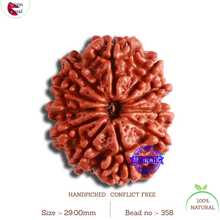Load image into Gallery viewer, 11 Mukhi Nepalese Rudraksha - Bead No. 358