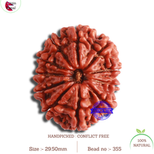 Load image into Gallery viewer, 11 Mukhi Nepalese Rudraksha - Bead No. 355