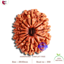 Load image into Gallery viewer, 11 Mukhi Nepalese Rudraksha - Bead No. 359